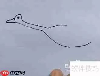 天鹅简笔画教程：学会画天鹅的方法