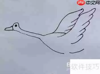 天鹅简笔画教程：学会画天鹅的方法