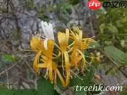 忍冬花的别名有哪些