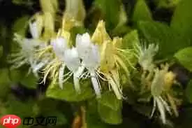 忍冬花的别名有哪些