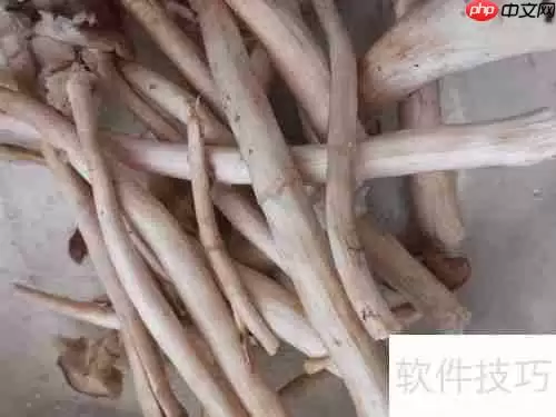 健美食谱:鱿鱼面——美味与健康的完美结合