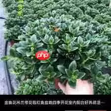 竹子为何不能用中通外直形容