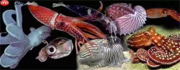 支付宝神奇海洋头足纲是海洋软体动物它们身体都是什么