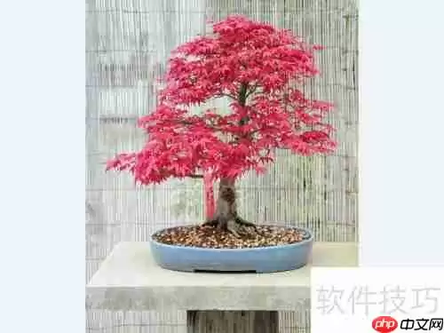 红枫换盆指南：步骤与注意事项