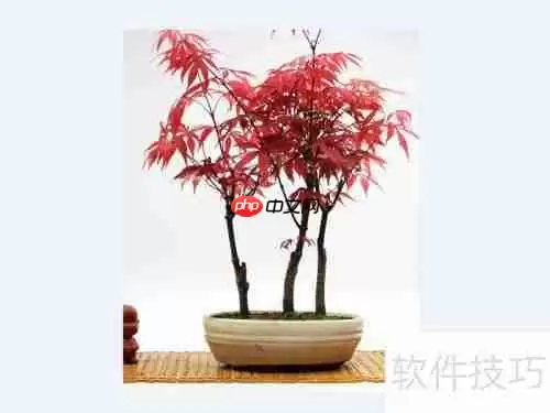 红枫换盆指南：步骤与注意事项