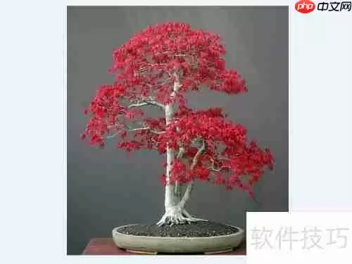 红枫换盆指南：步骤与注意事项