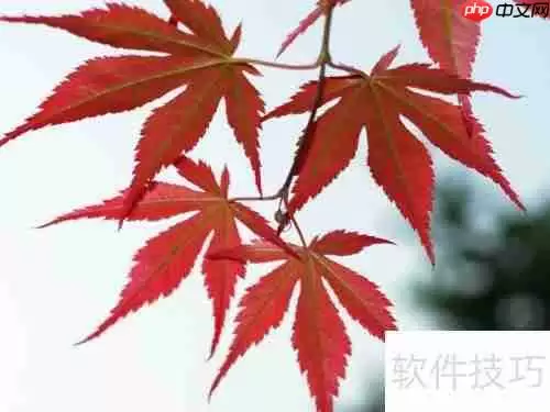 红枫换盆指南：步骤与注意事项