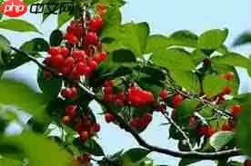 樱桃是先开花后长叶吗