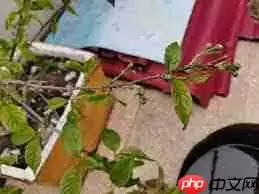 樱桃是先开花后长叶吗