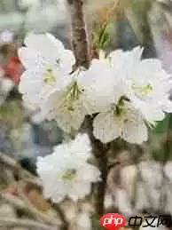 樱桃是先开花后长叶吗