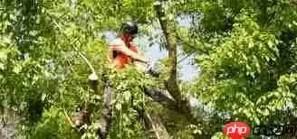 夏季树木生长旺季是什么时候