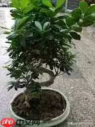 夏季树木生长旺季是什么时候