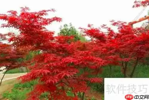 美国红枫种植技巧:从选种到养护全攻略