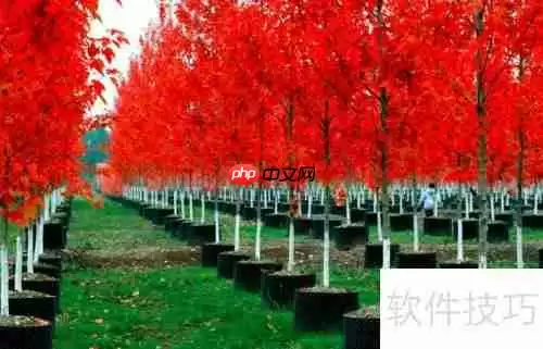 美国红枫种植技巧:从选种到养护全攻略