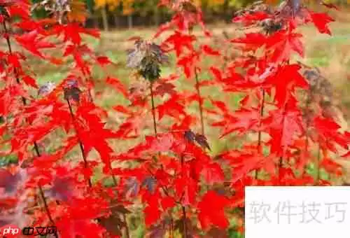 美国红枫种植技巧:从选种到养护全攻略