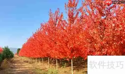 美国红枫种植技巧:从选种到养护全攻略