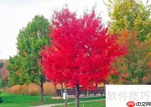 美国红枫种植技巧:从选种到养护全攻略