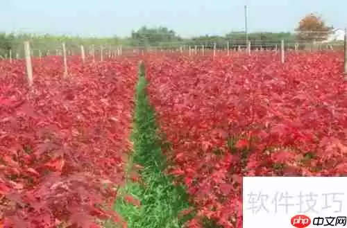 美国红枫种植技巧:从选种到养护全攻略