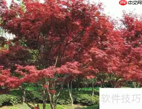 红枫种植技巧：从选种到养护的详细指南