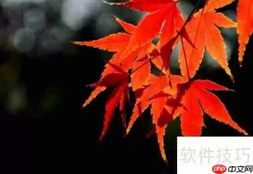 红枫种植技巧：从选种到养护的详细指南