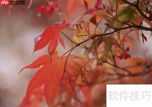 红枫种植技巧：从选种到养护的详细指南