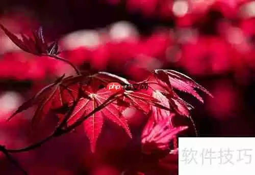 红枫种植技巧：从选种到养护的详细指南