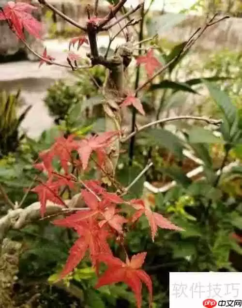 红枫养护指南：如何让红枫健康成长