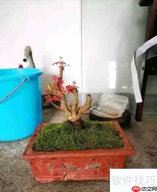 红枫养护指南：如何让红枫健康成长