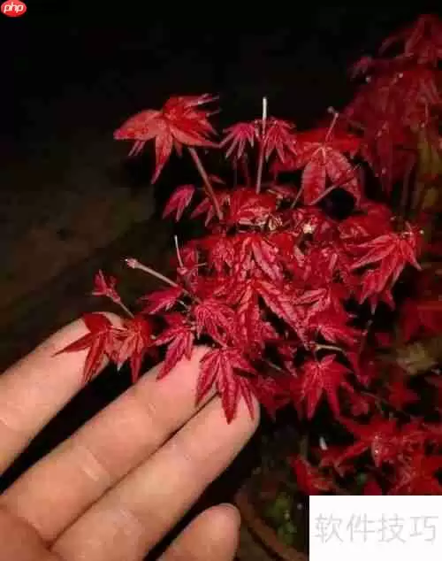 红枫养护指南：如何让红枫健康成长