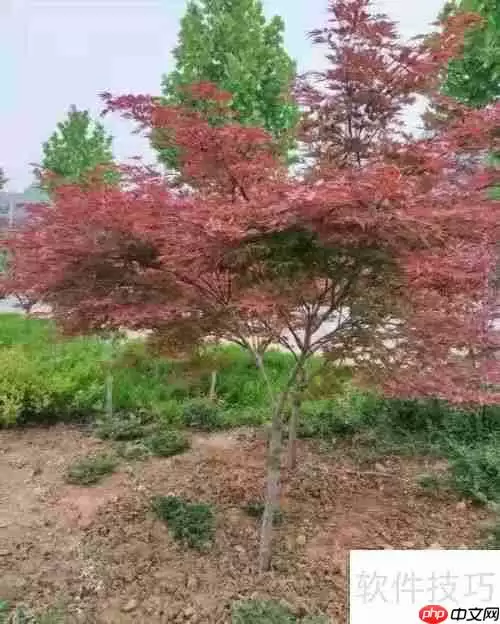 红枫养护指南：如何让红枫健康成长