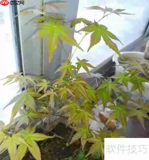 红枫养护指南：如何让红枫健康成长