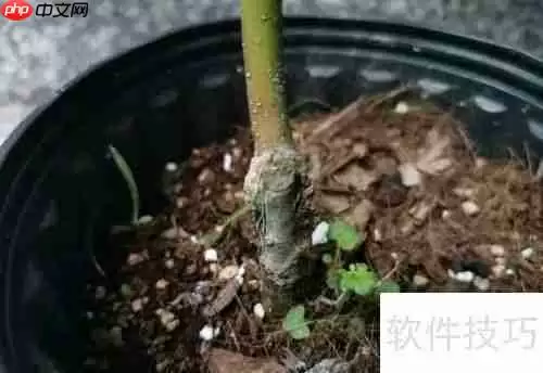 红枫养护指南：如何让红枫健康成长