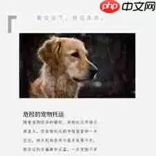 抖音金毛siri是什么梗