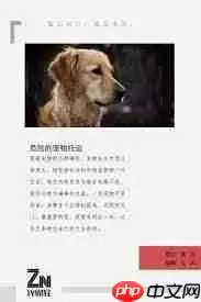 抖音金毛siri是什么梗