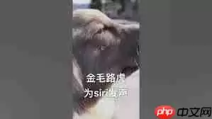 抖音金毛siri是什么梗