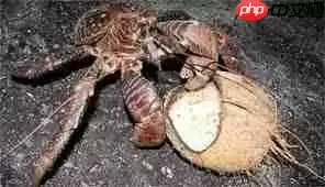 椰子蟹会爬树摘椰子吗