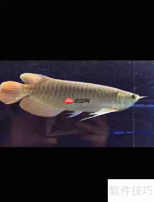 嘉池龙鱼：快速鉴别方法指南