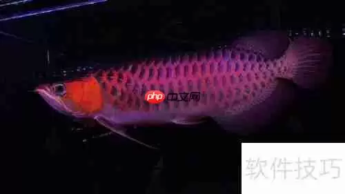 嘉池龙鱼：快速鉴别方法指南