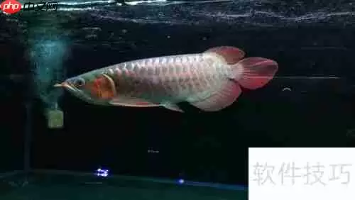 嘉池龙鱼：快速鉴别方法指南