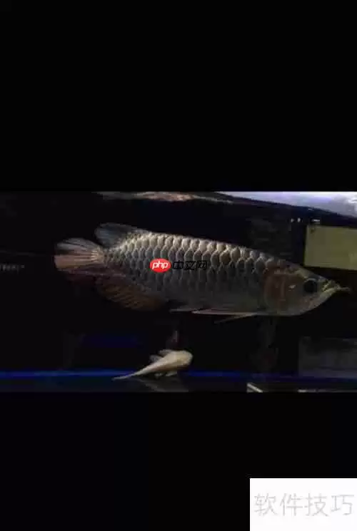 嘉池龙鱼：快速鉴别方法指南