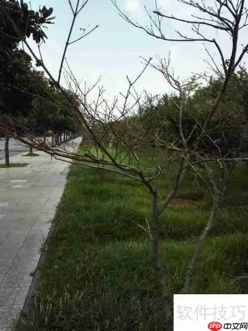 红枫摘叶管理技巧