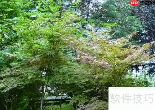 红枫摘叶管理技巧