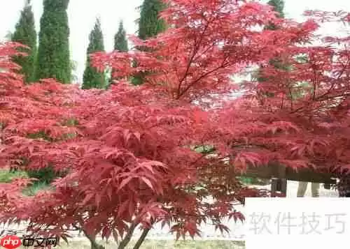 红枫摘叶管理技巧