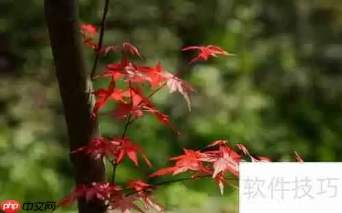 红枫摘叶管理技巧