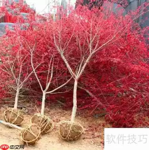 红枫树苗的养殖方法和注意事项