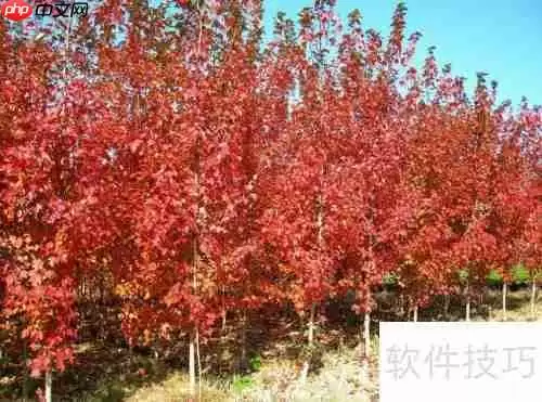 红枫树苗的养殖方法和注意事项