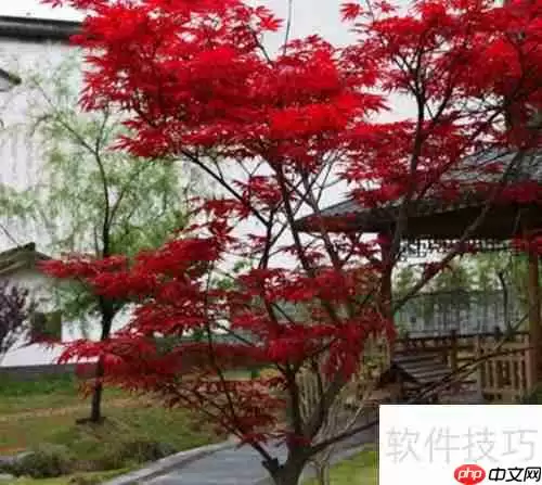 红枫树苗的养殖方法和注意事项