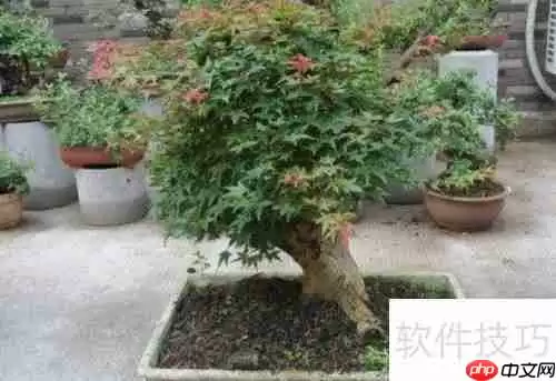 红枫的养殖方法与注意事项全攻略