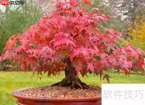 红枫的养殖方法与注意事项全攻略