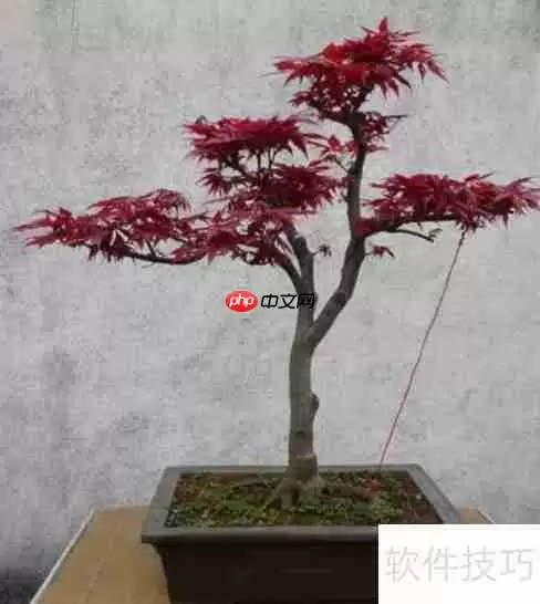 红枫的养殖方法与注意事项全攻略